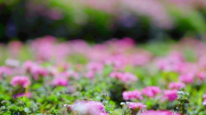 4K  繁花似锦 前程似锦