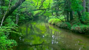 护眼绿林流水