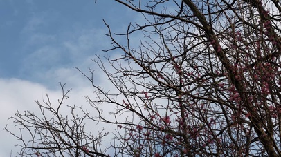 光秃秃的树枝枝丫