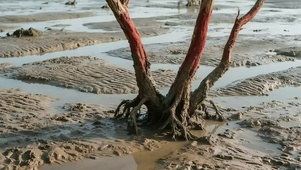 静谧红树林滩涂