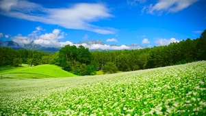 4K养眼高山荞麦