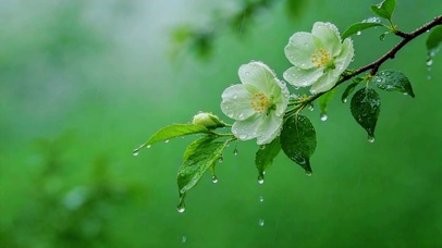 雨中清新花枝