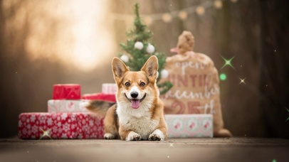 萌宠柯基桌面壁纸