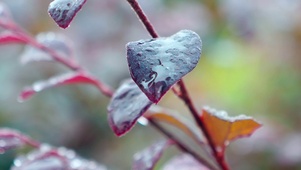 雨中的树叶