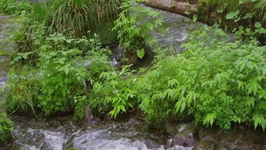 新绿的溪流
