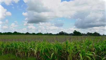 唯美麦田蓝天白云