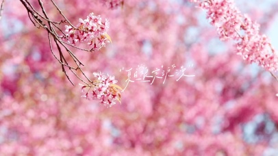 4k治愈唯美樱花