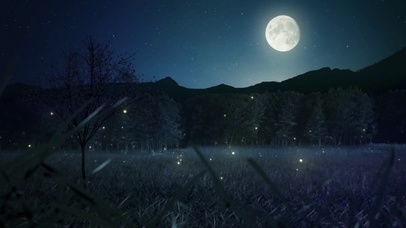 夜の森のホタル