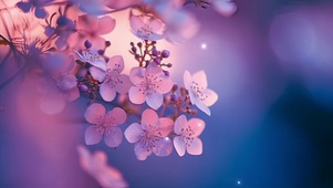 夜晚小紫花