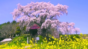 三月樱花油菜花