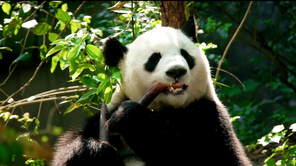 绿意环绕的户外林地中，一只黑白大熊猫前爪握住竹笋正在啃食，露出牙齿，背景是鲜绿叶片与树干。