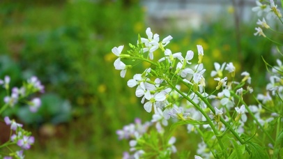 高清唯美春天白色花朵