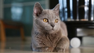 超级可爱灰色猫咪