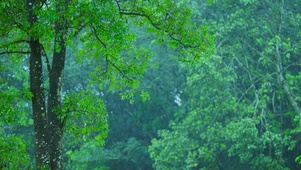 护眼春雨