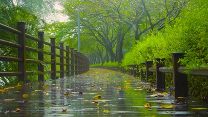 雨天绿林木板路 