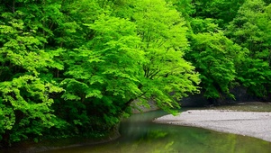 山间的绿林流水