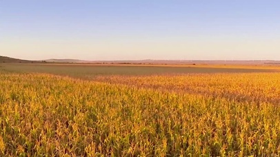 4K 高清 航拍玉米田