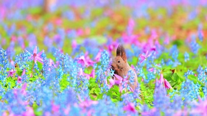 花丛里偷吃的松鼠