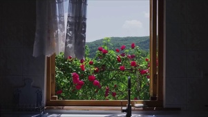 窗外蔷薇