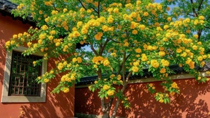 黄花开满中式红墙庭院