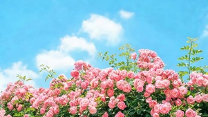 白云花草树木