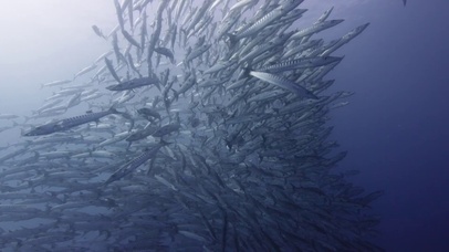 生于幽暗海底的鱼群