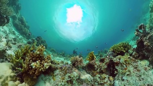 4K海底世界广角