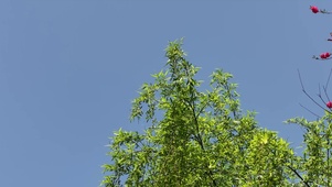 春天柳枝发芽升格