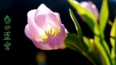 春日唯美郁金香