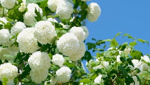 白色绣球花树
