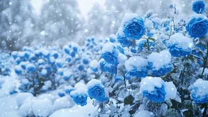 蓝玫瑰雪地