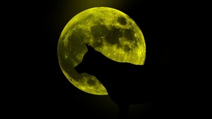 月夜狼吠