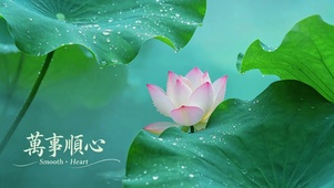 治愈荷塘，万事顺心