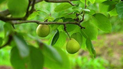 4K夏季夏天农村田园风光梨子
