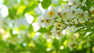 白色樱花