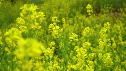 4K唯美春天油菜花田花海