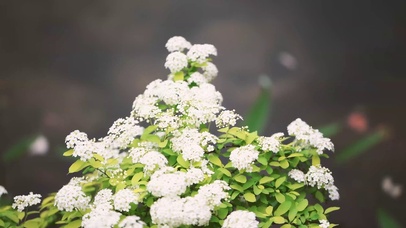 4k风中绣线菊花朵