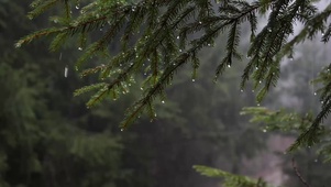 4K树雨