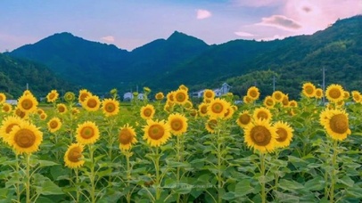 向日葵花海