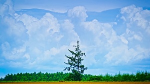 绿树天空
