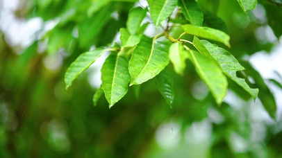 唯美树叶上的雨滴