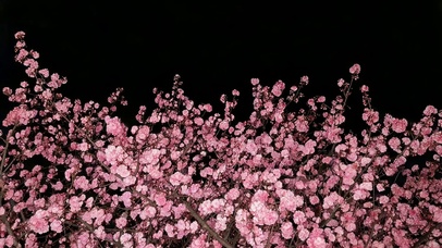 黑夜樱花