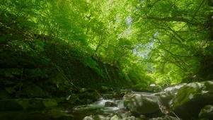 护眼绿林山涧