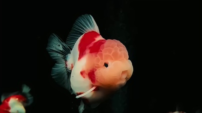 可爱小金鱼4K锁屏壁纸