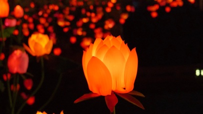 4K池塘荷花夜景园林观赏