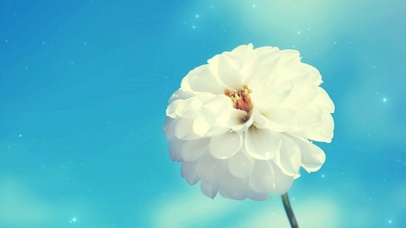 清新养眼唯美花卉