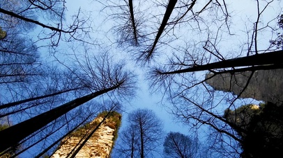 4K旋转仰拍笔直恐怖枯木树枝