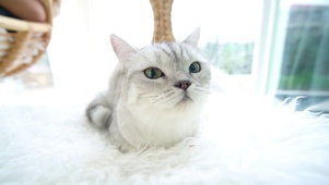 手摸可爱猫咪
