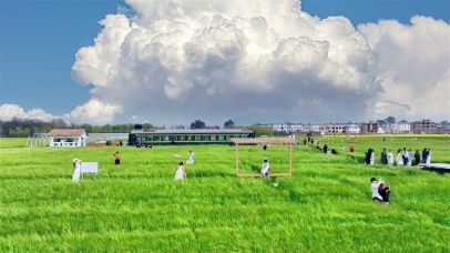 稻田