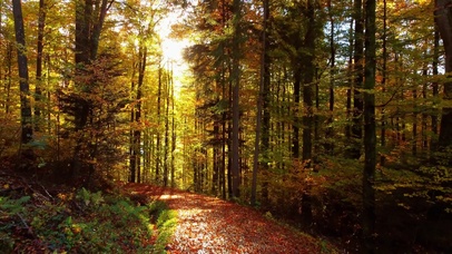 清晨森林洒满光斑的小路